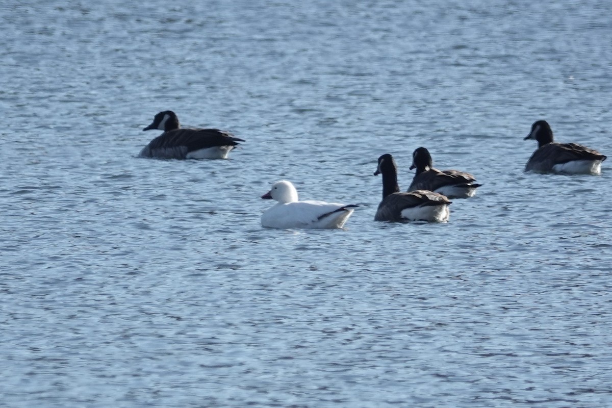 Snow Goose - ML507519791
