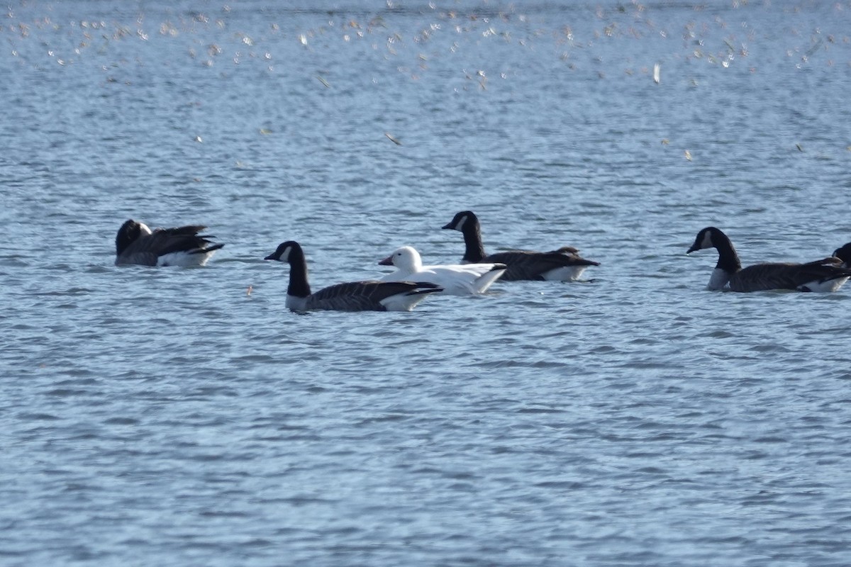 Snow Goose - ML507519801