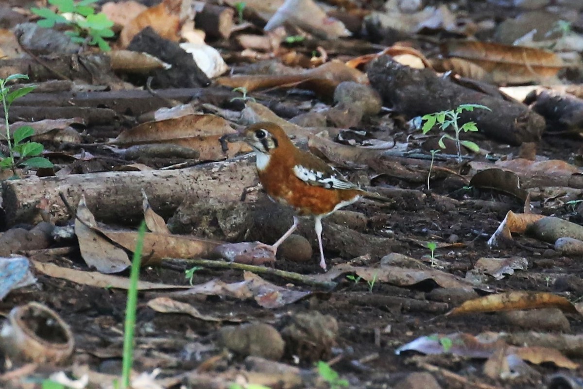 Orange-banded Thrush - ML507519931