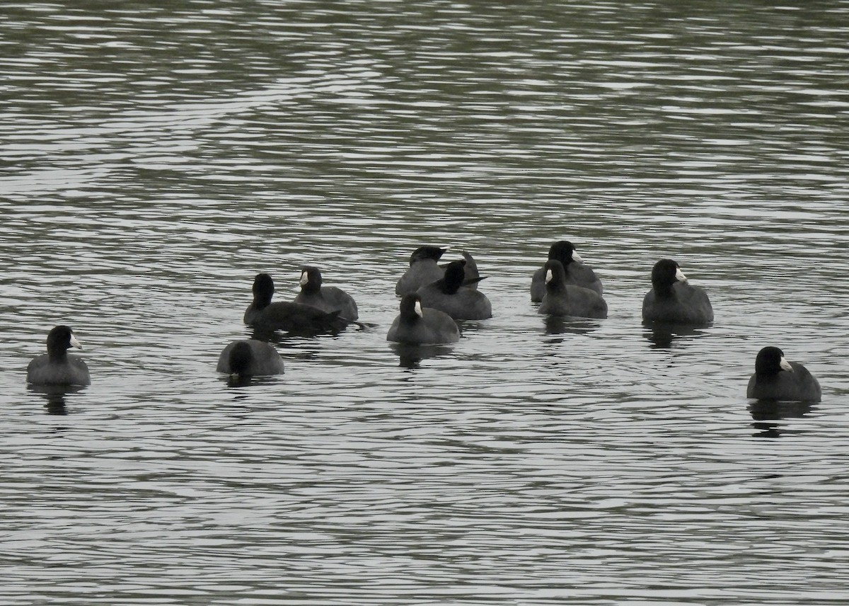 American Coot - Carol Porch