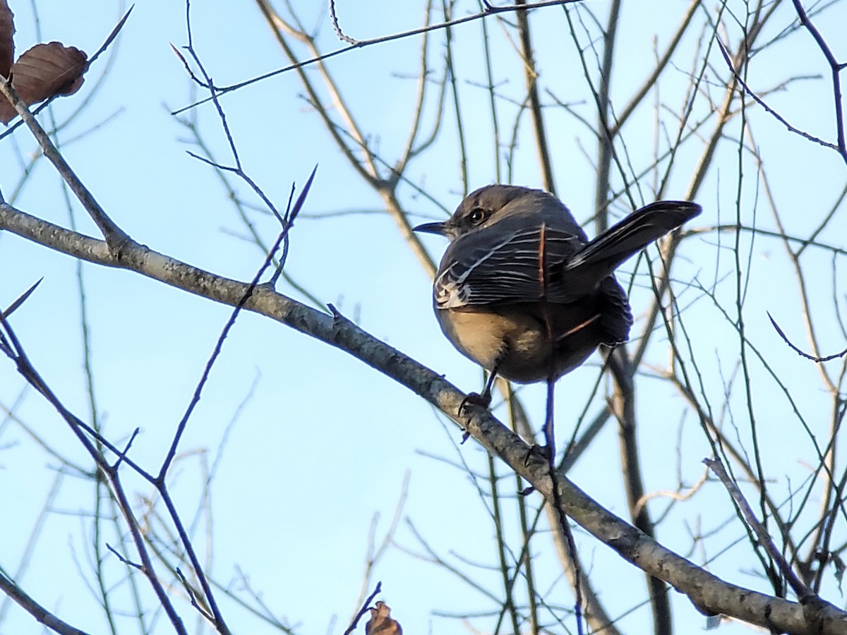 Northern Mockingbird - Charlotte Farrell