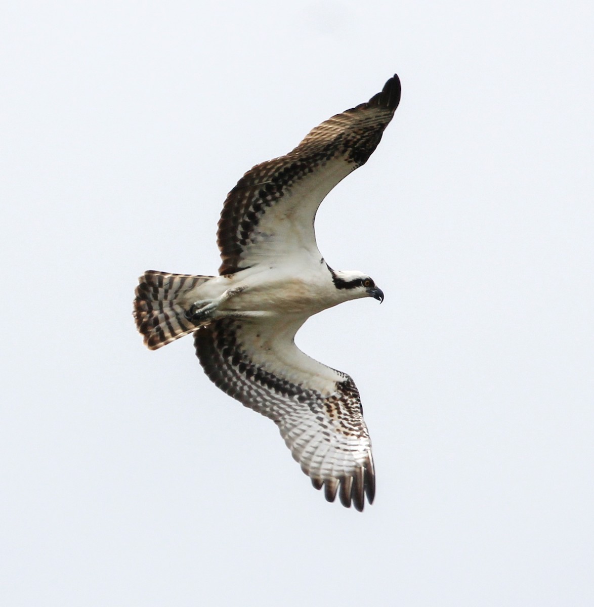 Águila Pescadora - ML507521581