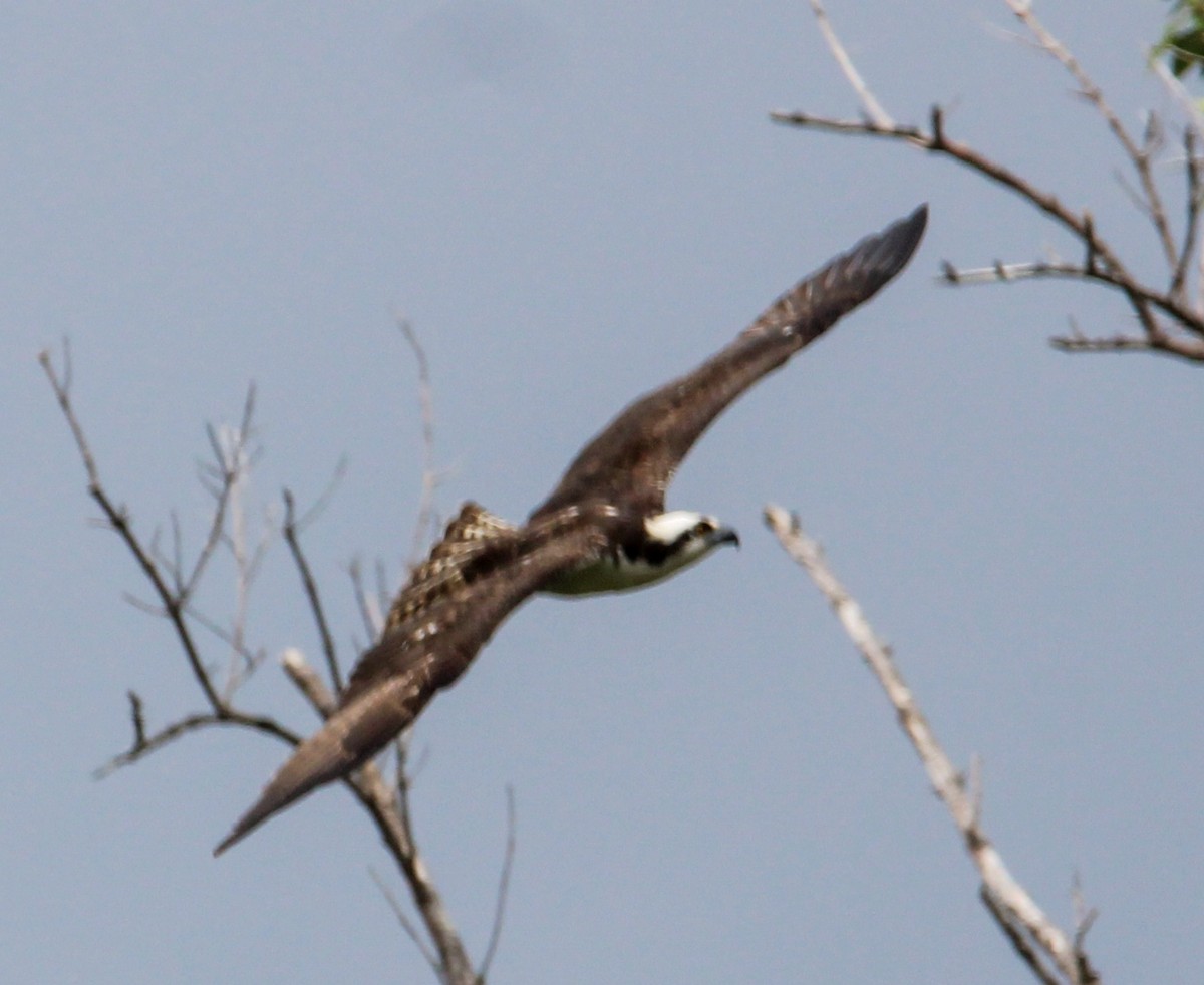 Águila Pescadora - ML507521591