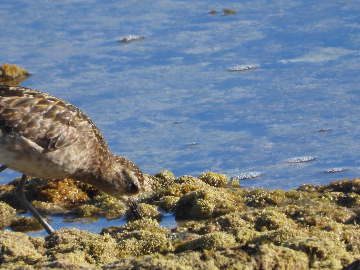 Pacific Golden-Plover - ML507521931