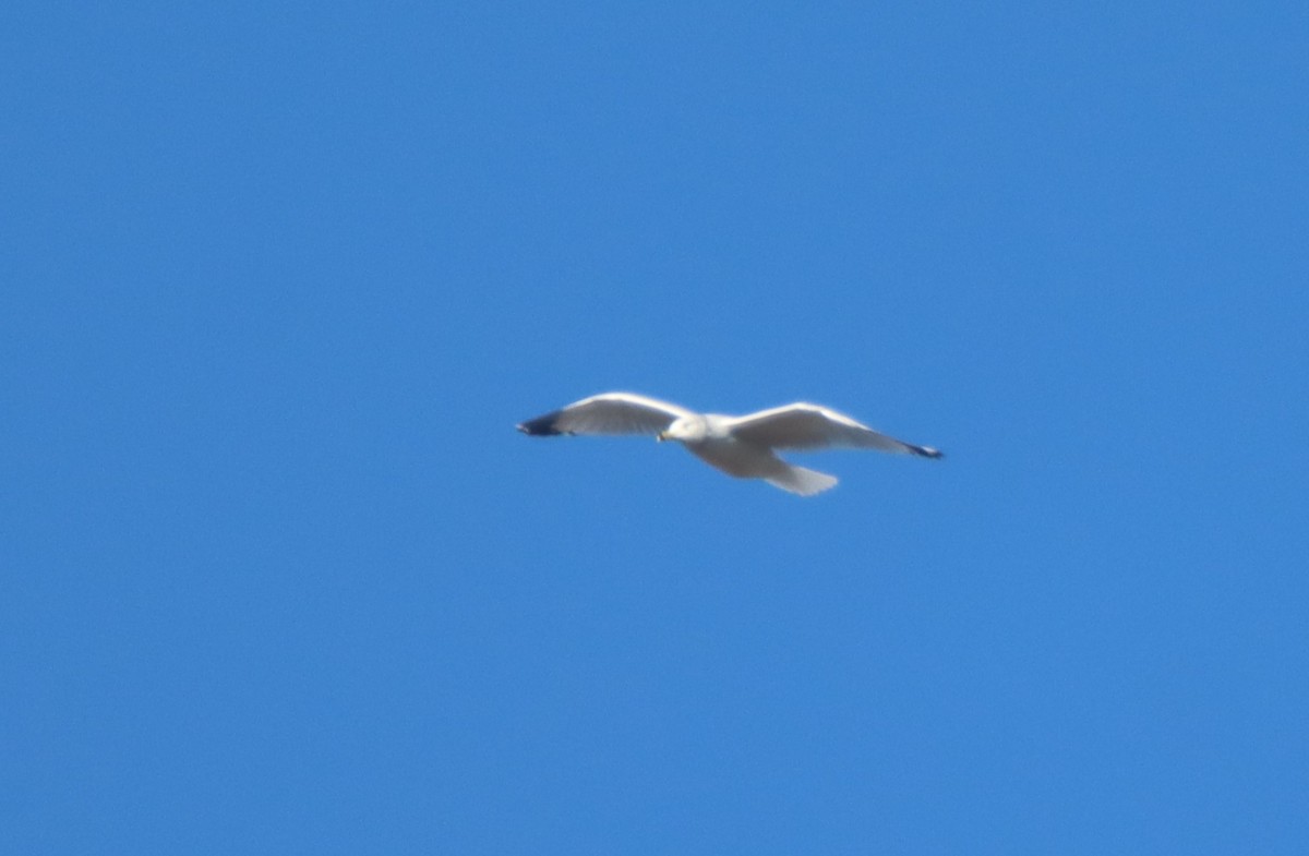 Ring-billed Gull - ML507522031