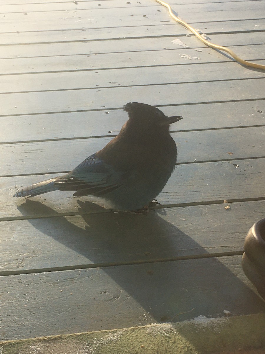 Steller's Jay - ML507522041