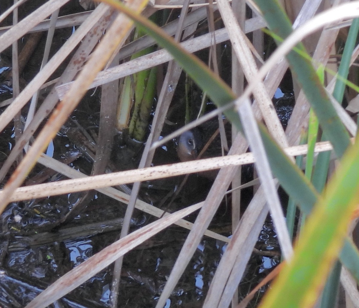 Virginia Rail - ML507522591