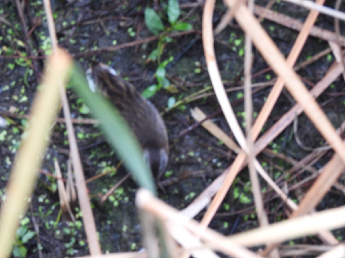 Virginia Rail - ML507522631