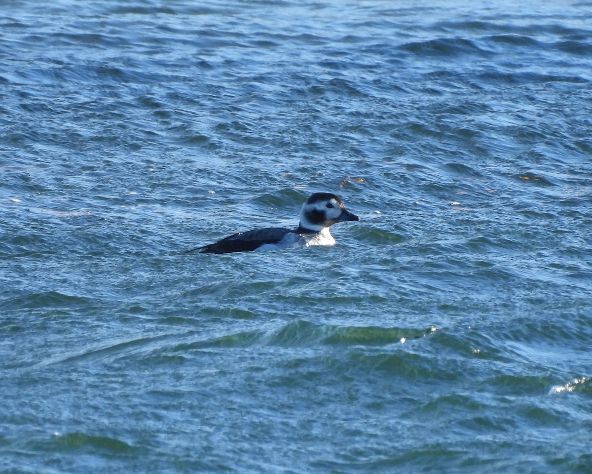 Long-tailed Duck - ML507522831