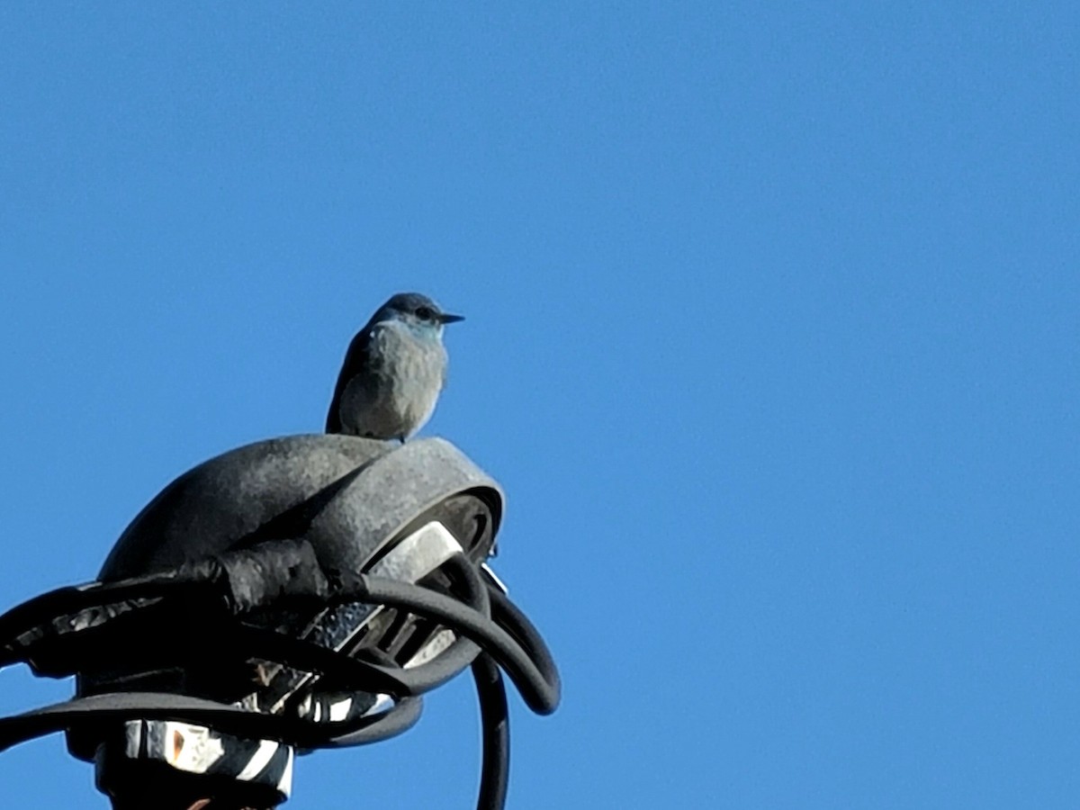 Mountain Bluebird - ML507523271