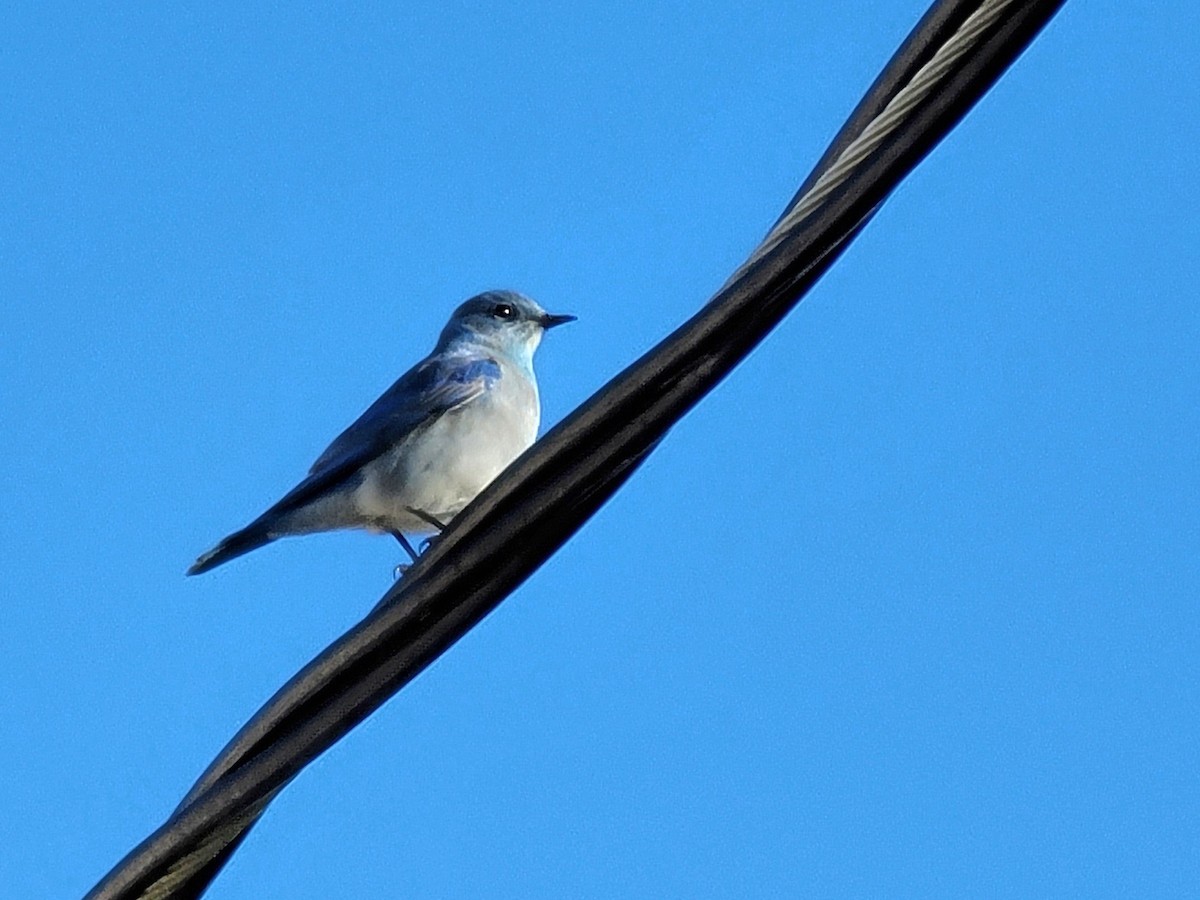 Mountain Bluebird - ML507523281