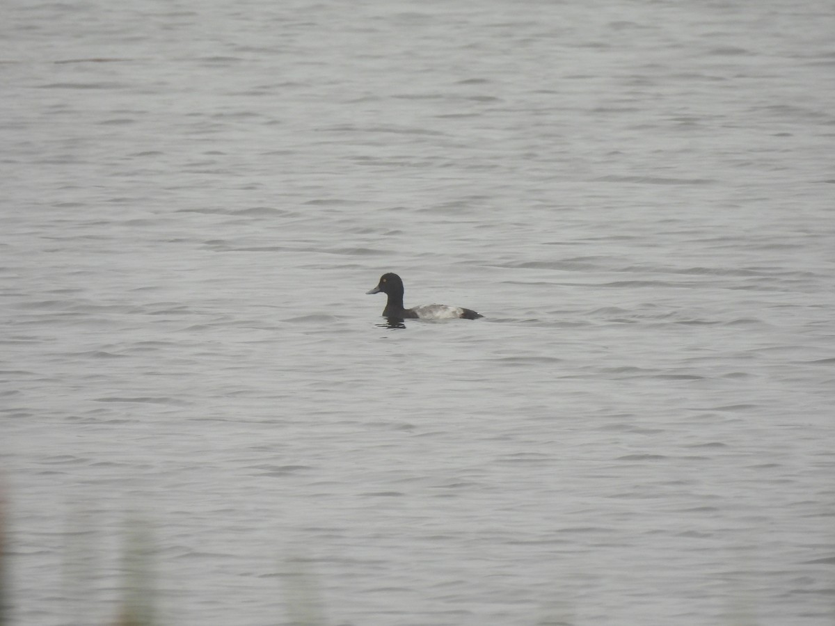 Lesser Scaup - ML507523361