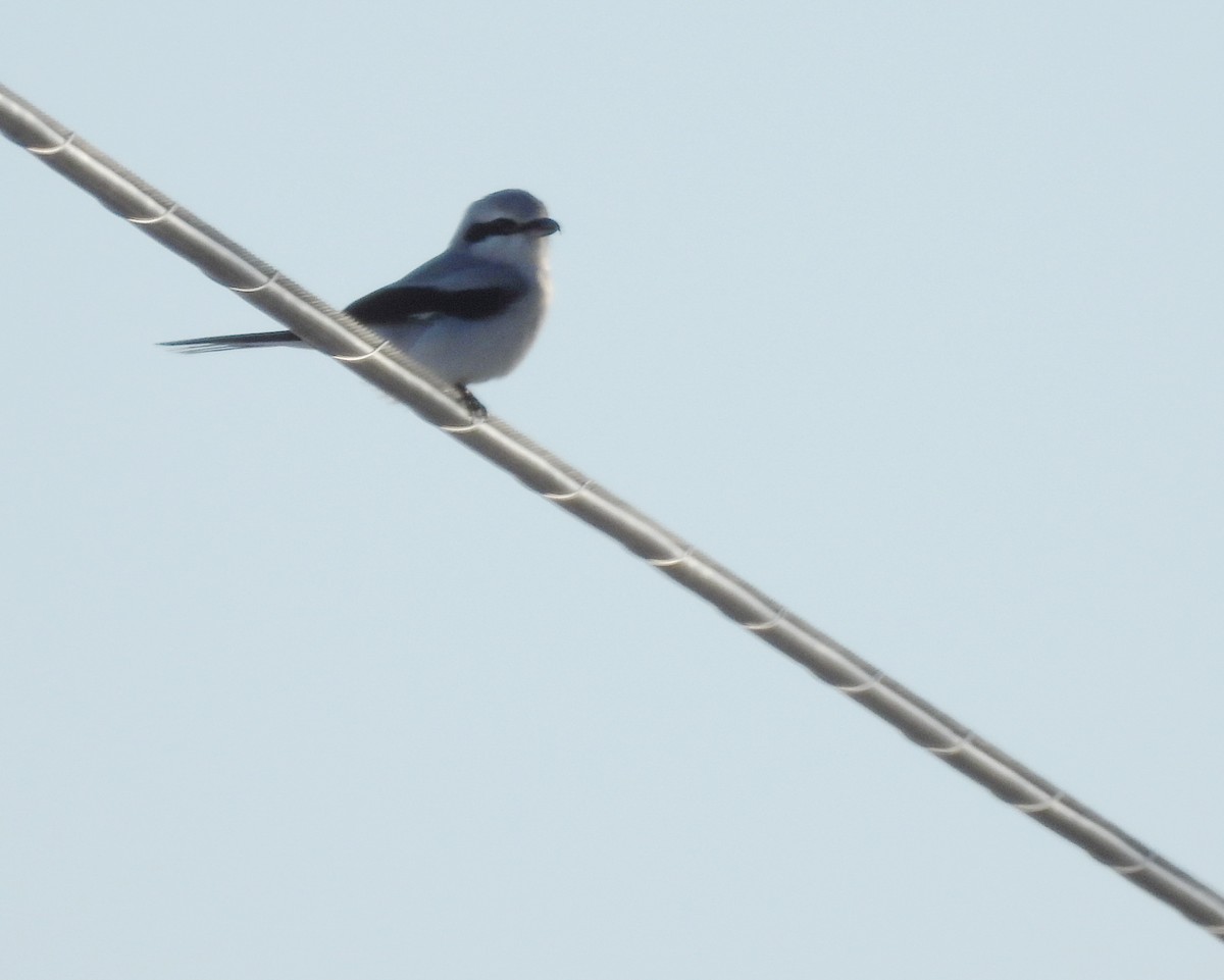 Northern Shrike - ML507523371