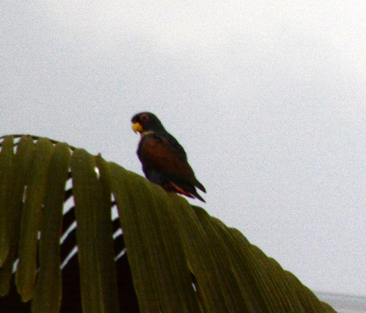 Bronze-winged Parrot - ML50752381