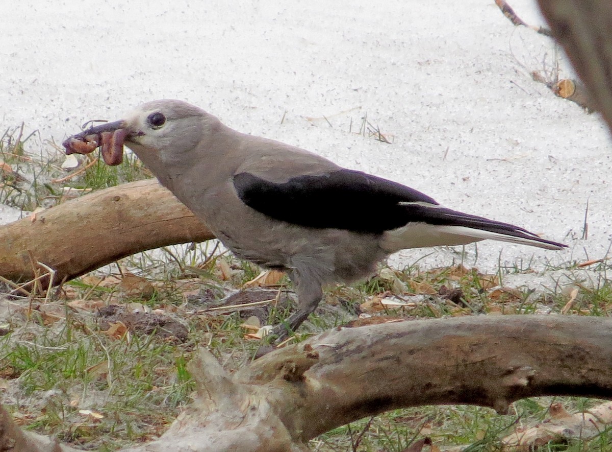 Clark's Nutcracker - ML50752421