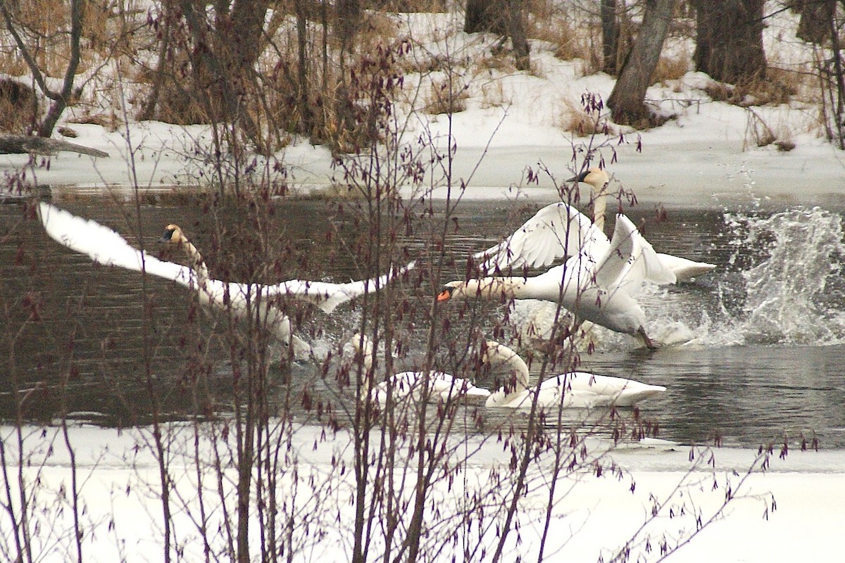 Mute Swan - ML50752441