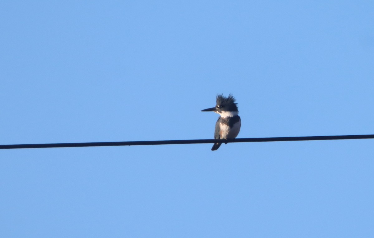 Belted Kingfisher - ML507526821