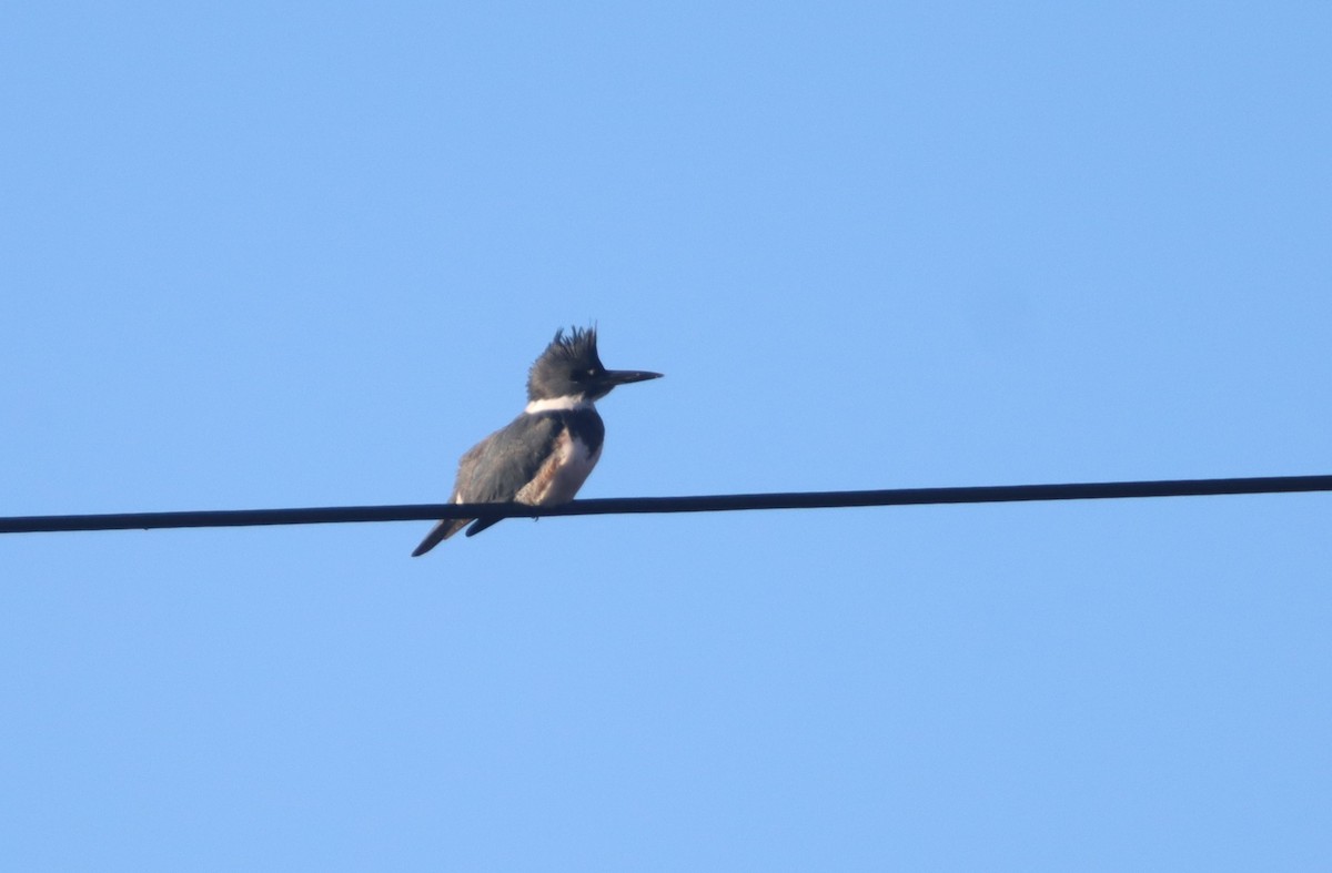 Belted Kingfisher - ML507526891