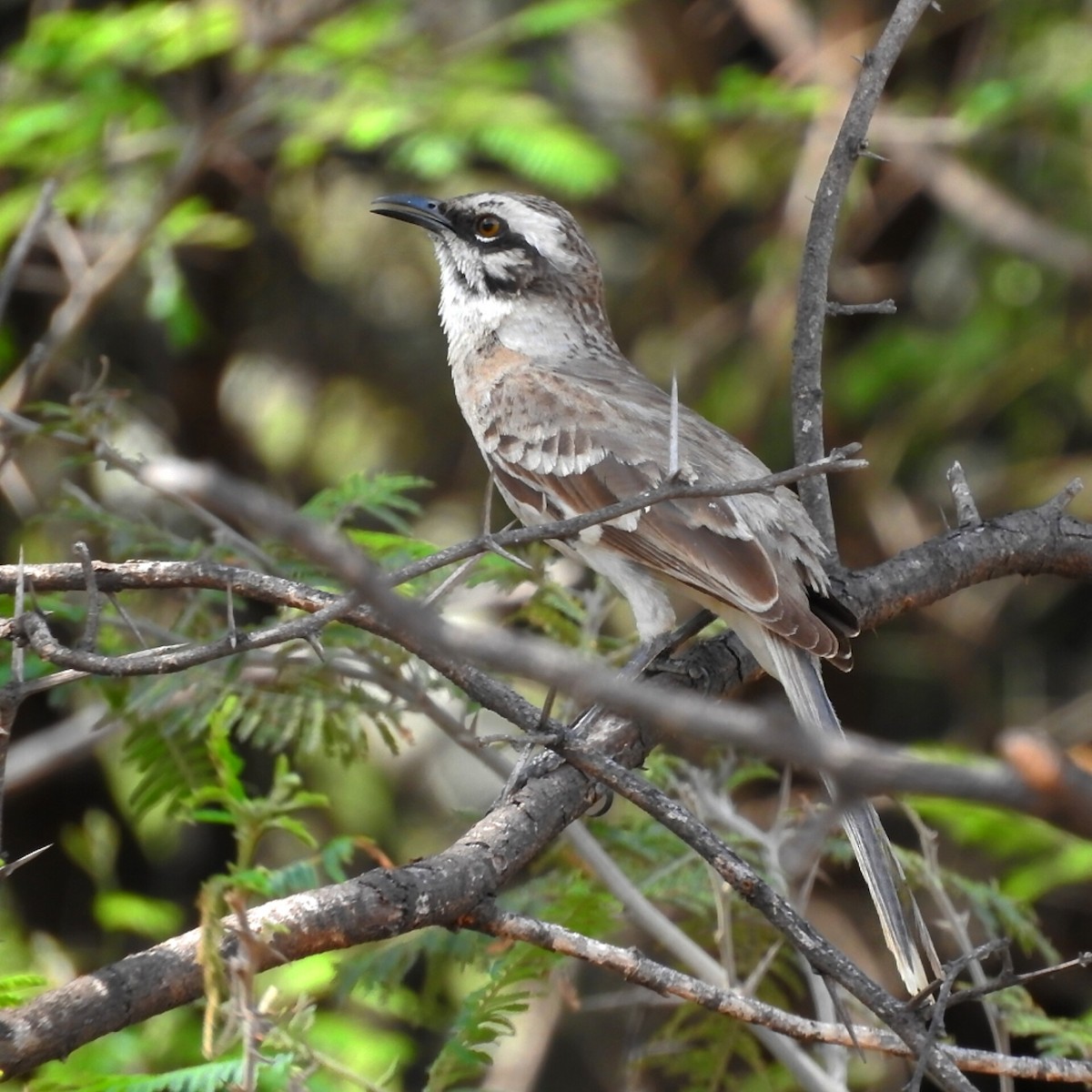 Long-tailed Mockingbird - ML507526921