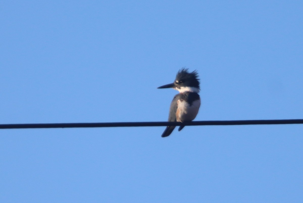 Belted Kingfisher - ML507526931