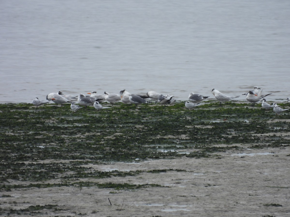 Forster's Tern - ML507527441