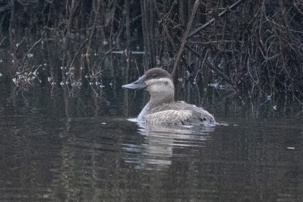 Ruddy Duck - ML507527771