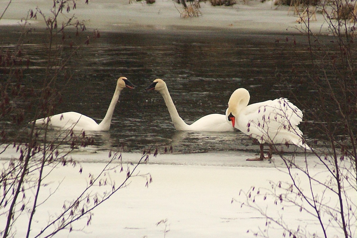 Trumpeter Swan - ML50752781