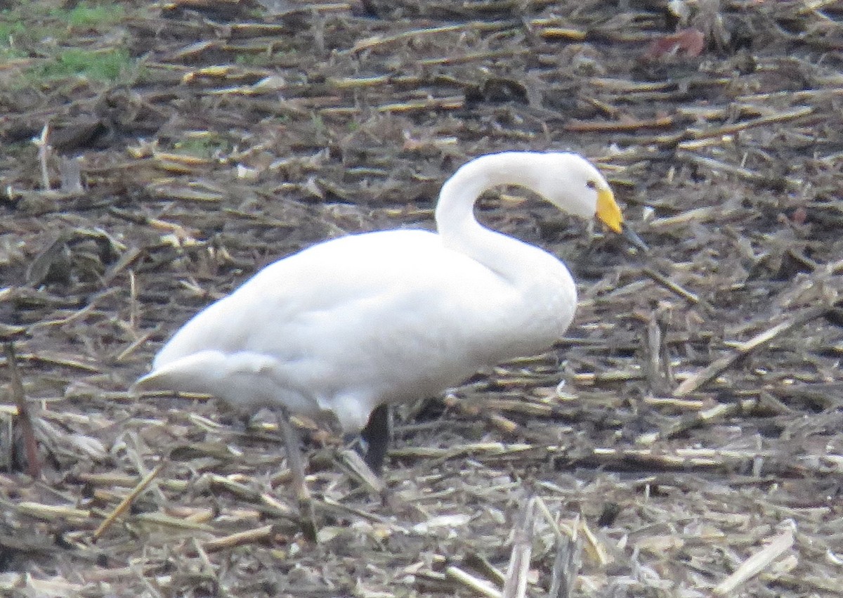 Whooper Swan - ML507527811