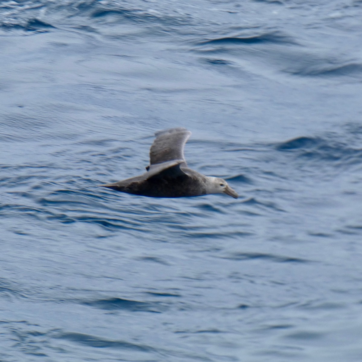 Southern Giant-Petrel - Don Hall