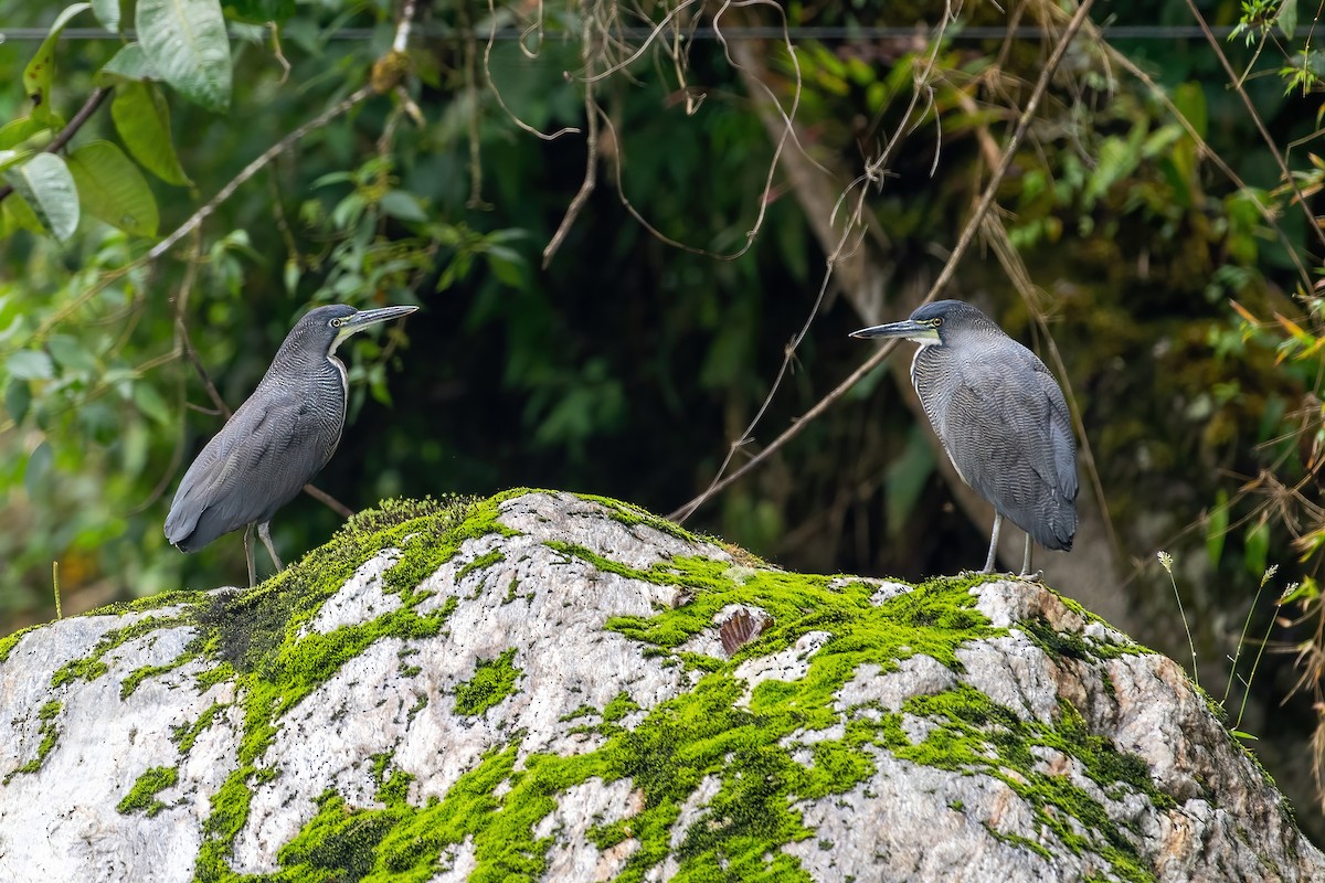 Fasciated Tiger-Heron - Jian Mei