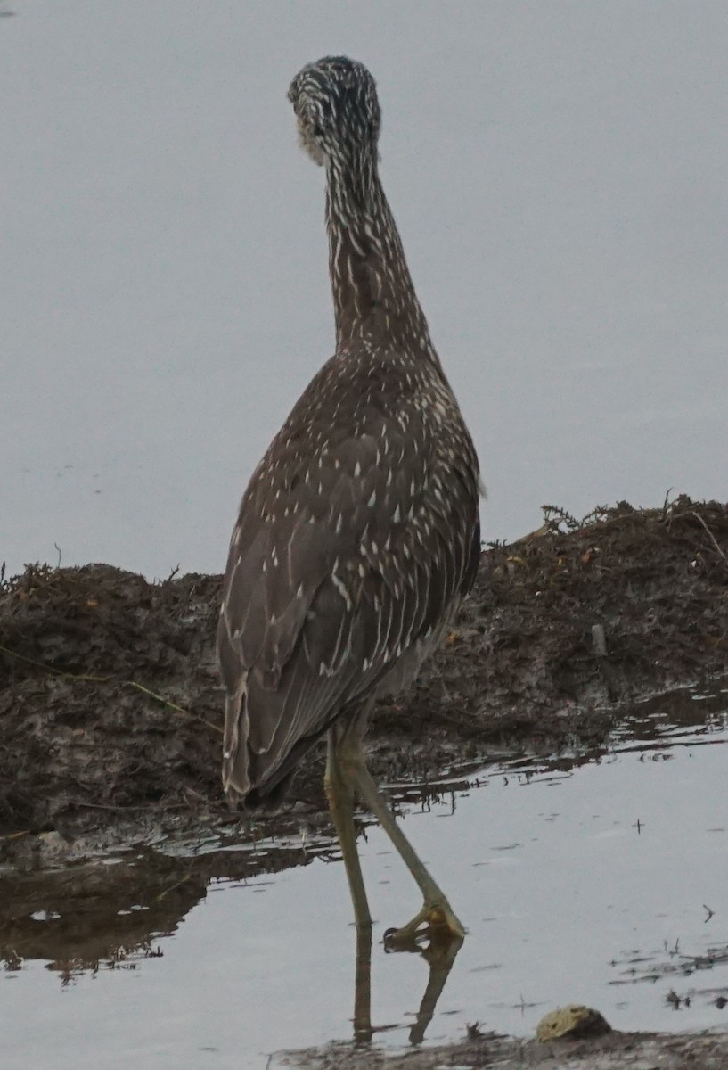 Yellow-crowned Night Heron - ML507530011