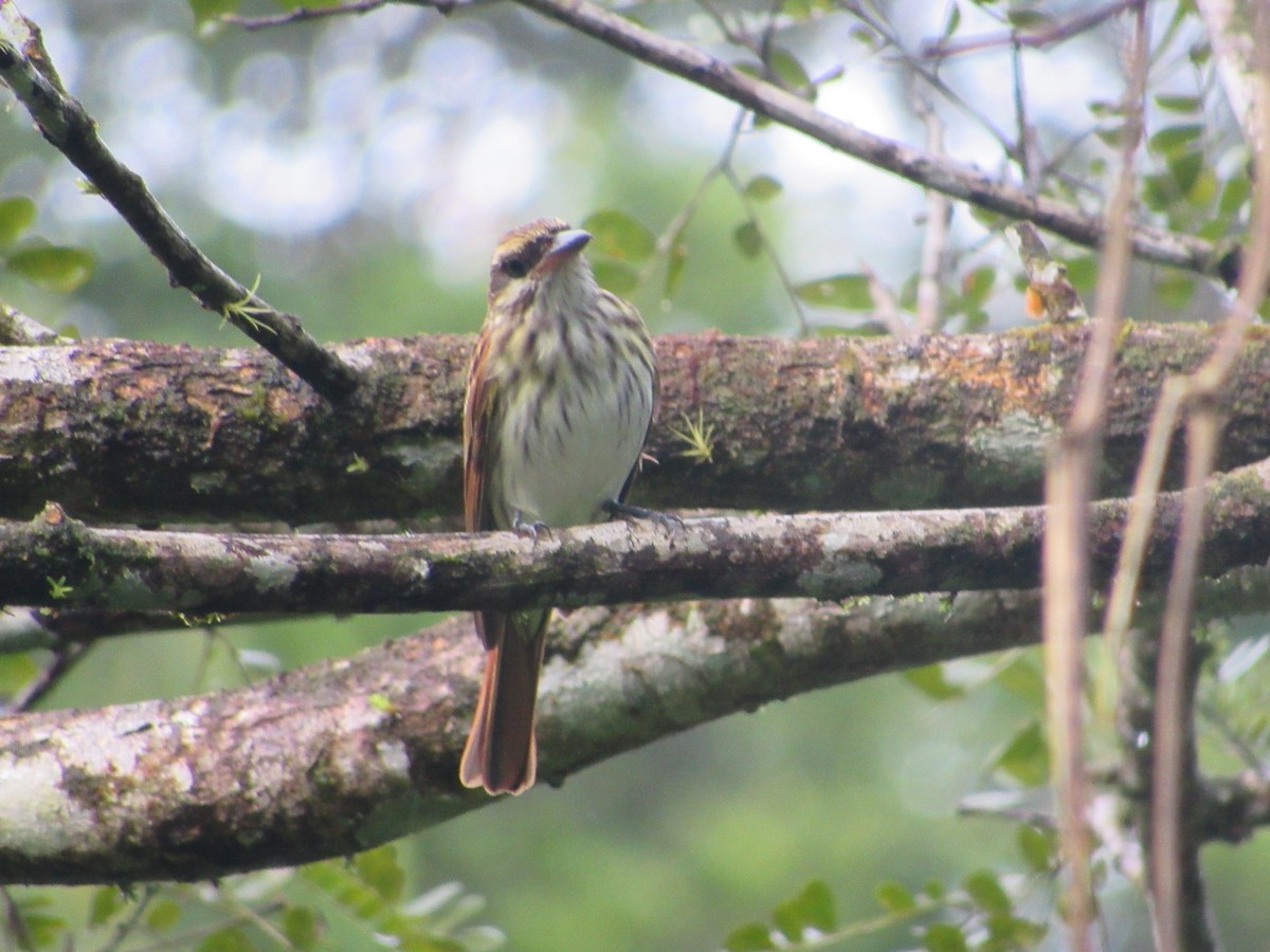 Streaked Flycatcher - ML507531021