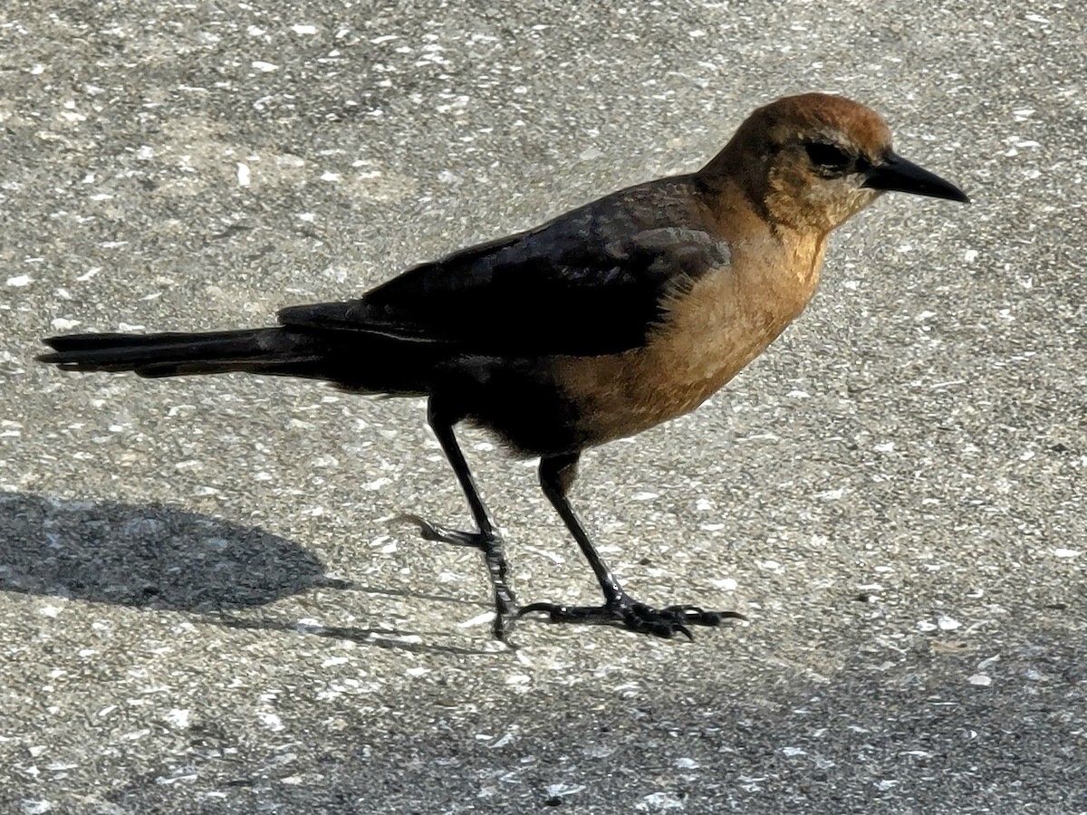 Boat-tailed Grackle - ML507531191