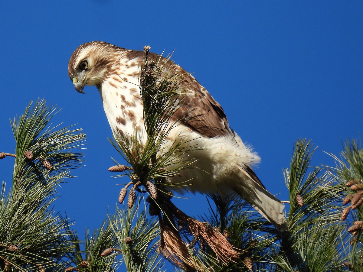 Red-tailed Hawk - ML507531791