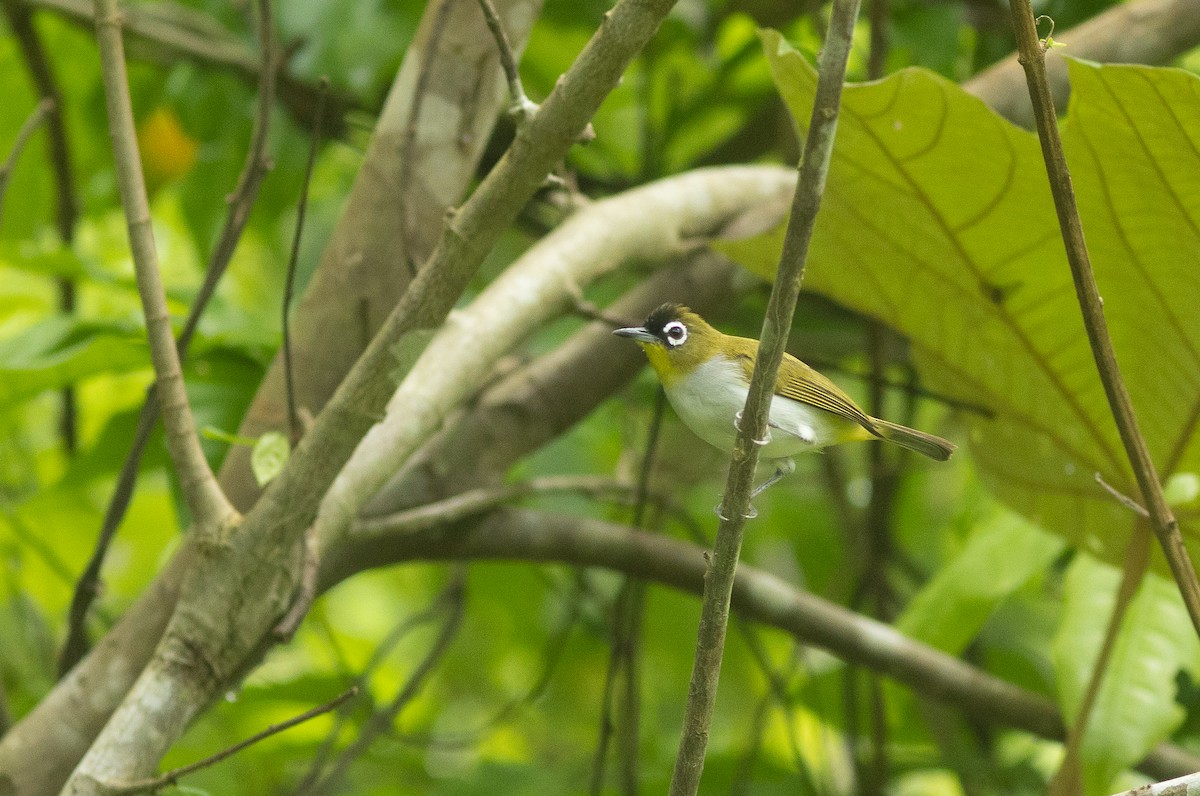 Black-crowned White-eye - Simon Mitchell