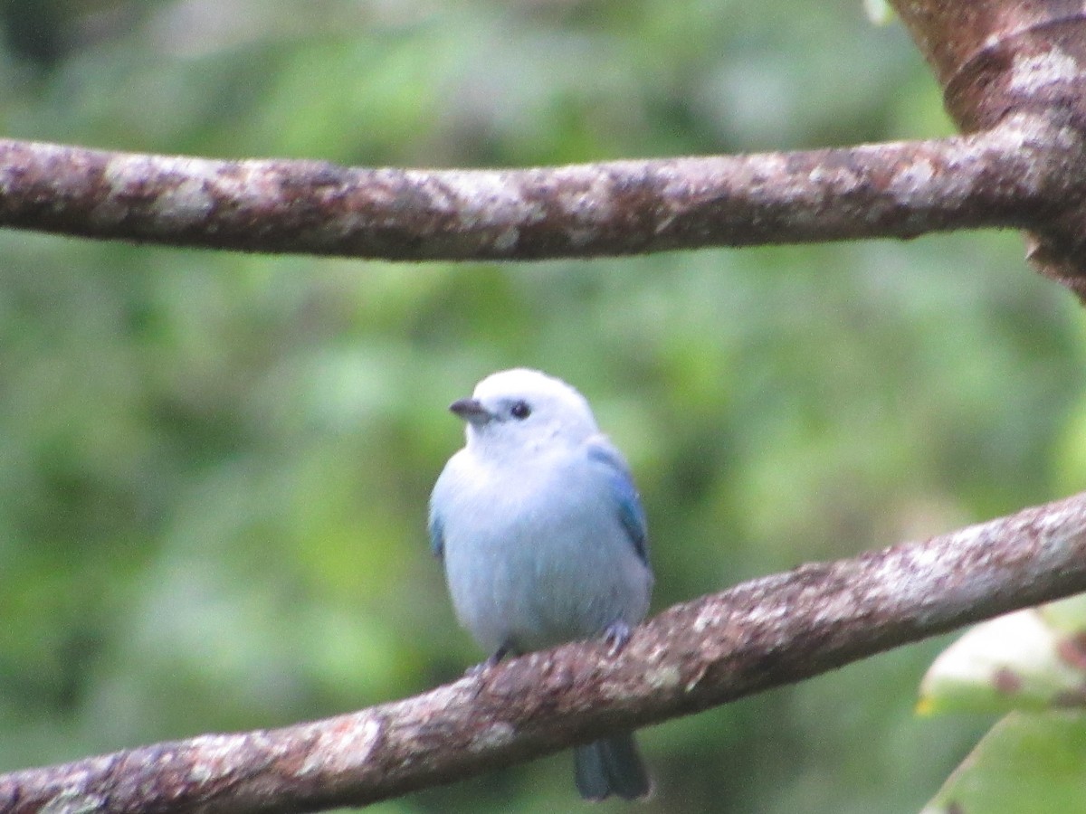 Blue-gray Tanager - Sree Kandhadai