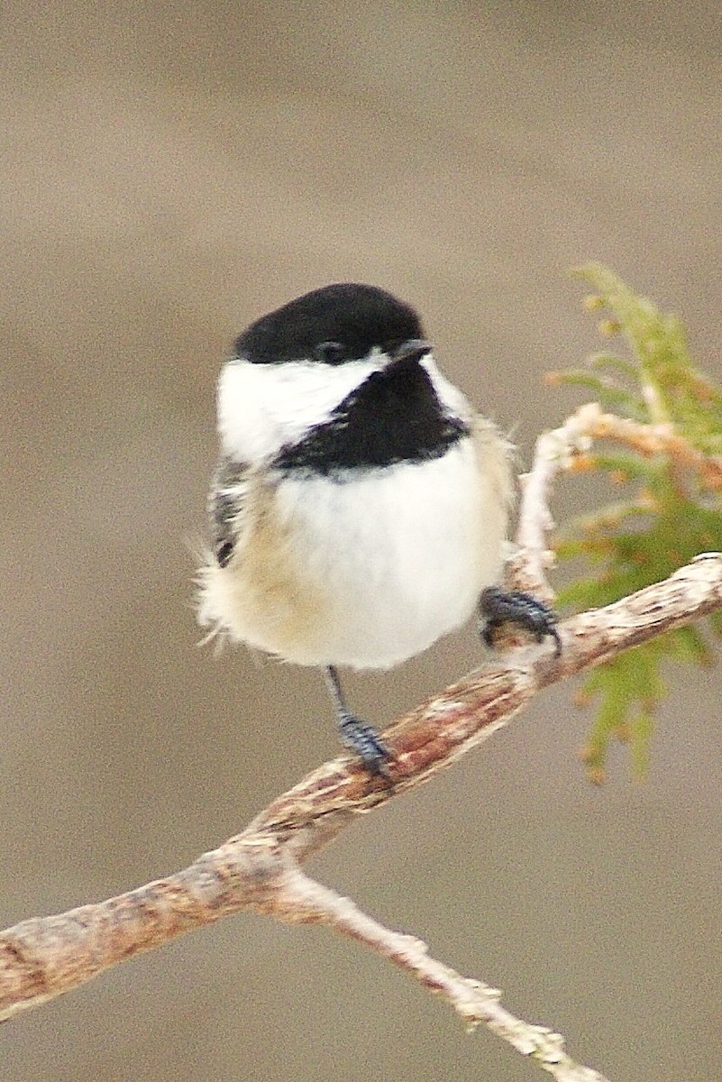 Black-capped Chickadee - ML50753251