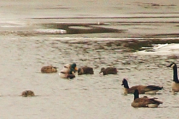 American Black Duck - ML50753281