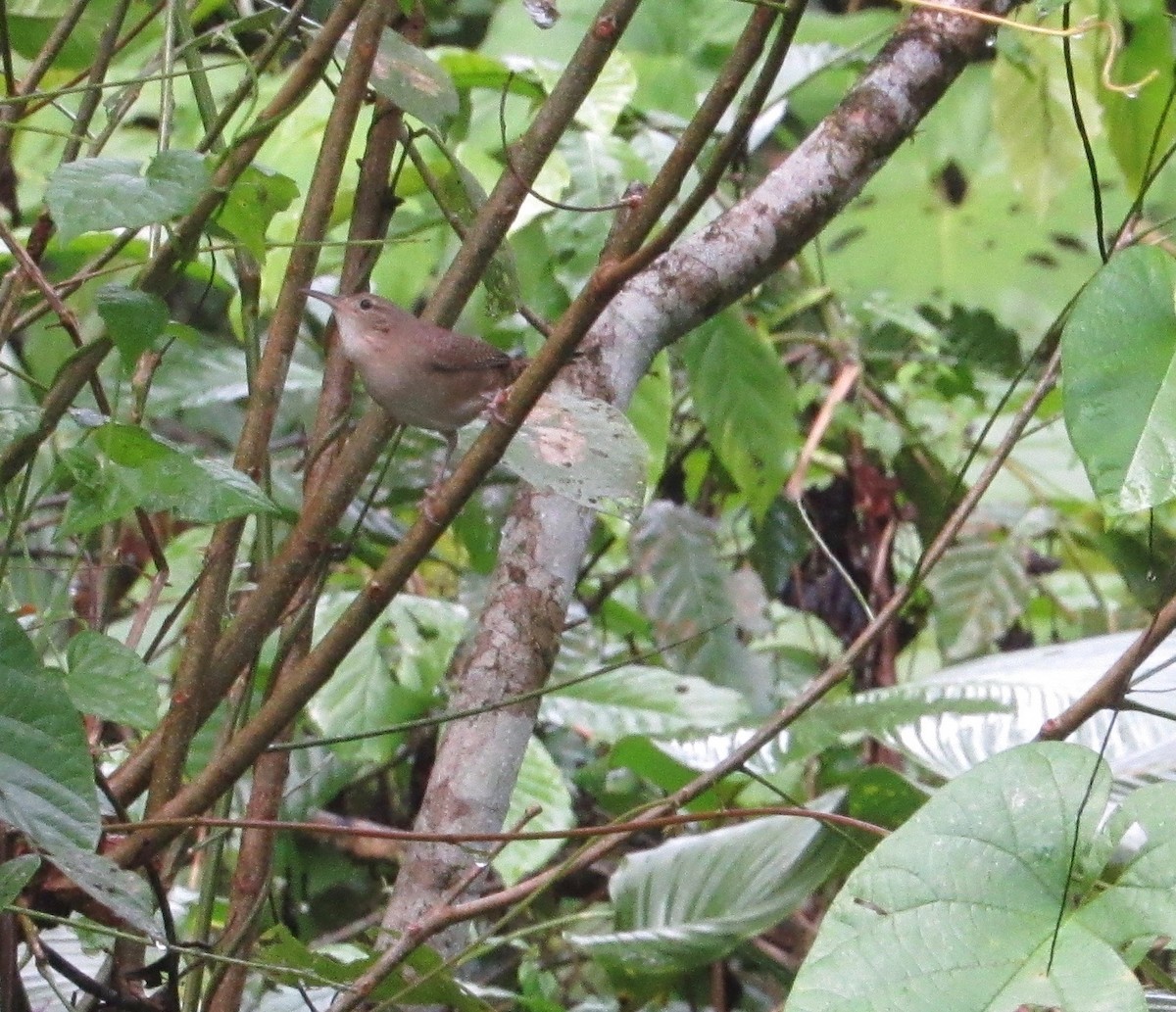 House Wren - ML507533821