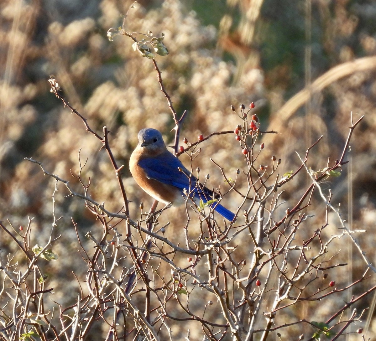 Eastern Bluebird - ML507534621