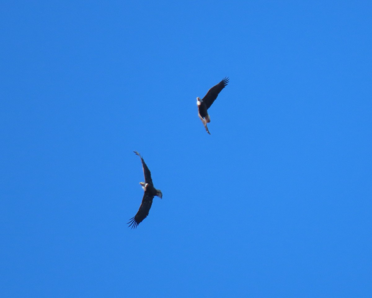 Bald Eagle - ML507535041