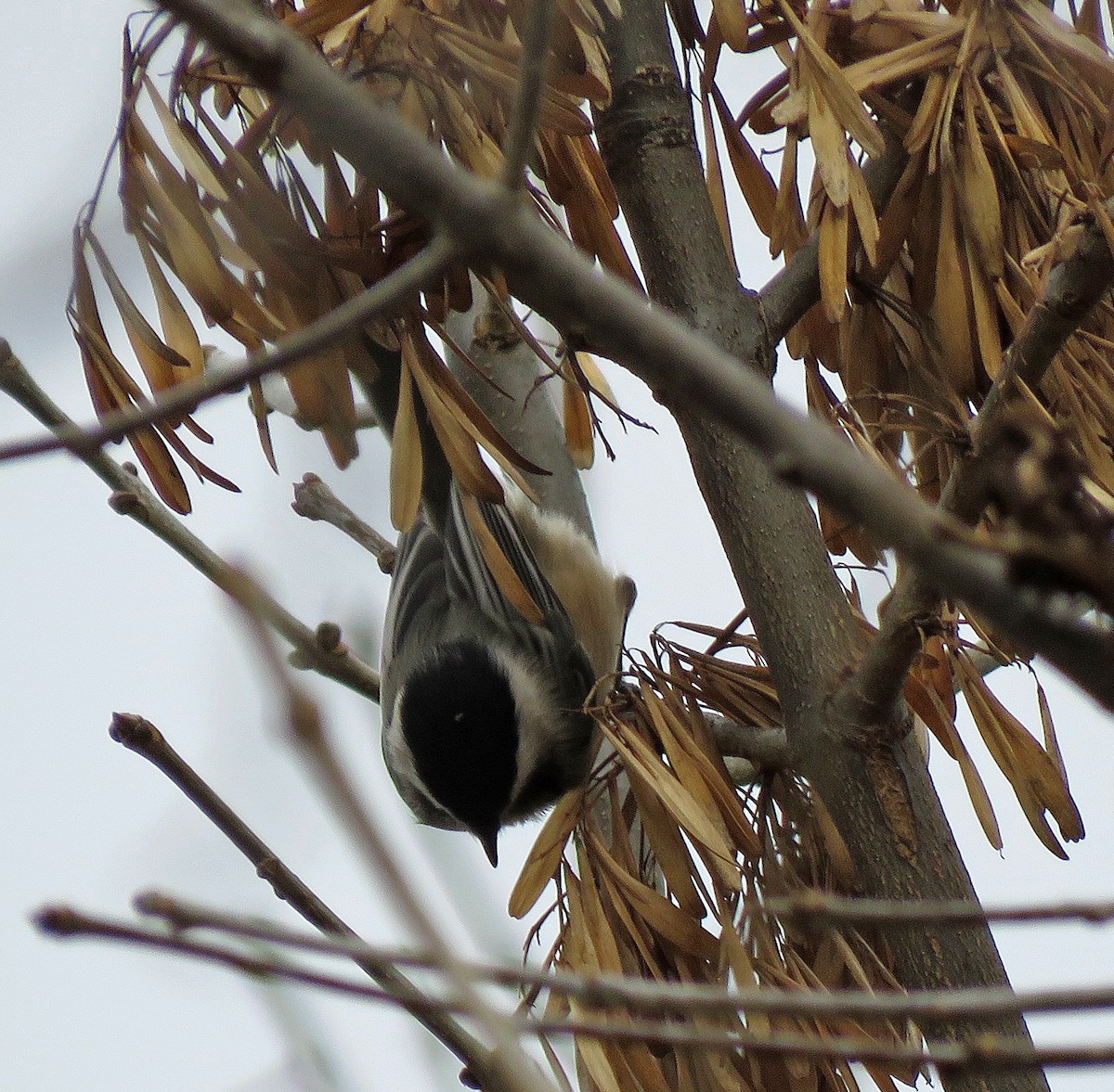 Black-capped Chickadee - ML507536011