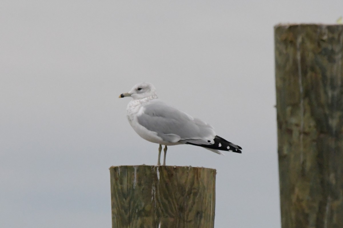 Ring-billed Gull - ML507538171