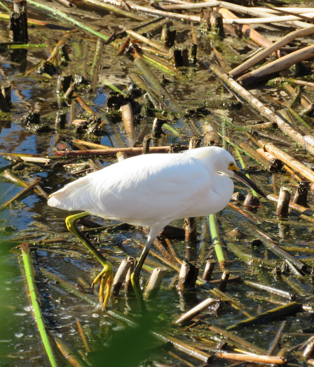 Aigrette neigeuse - ML50753921