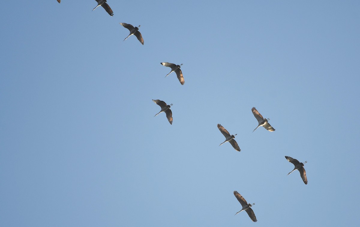 Sandhill Crane - ML507539691