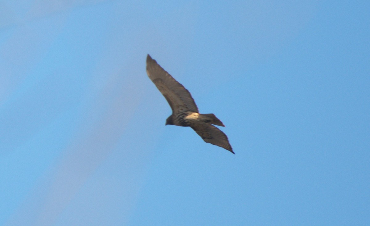 Red-tailed Hawk - ML507540281