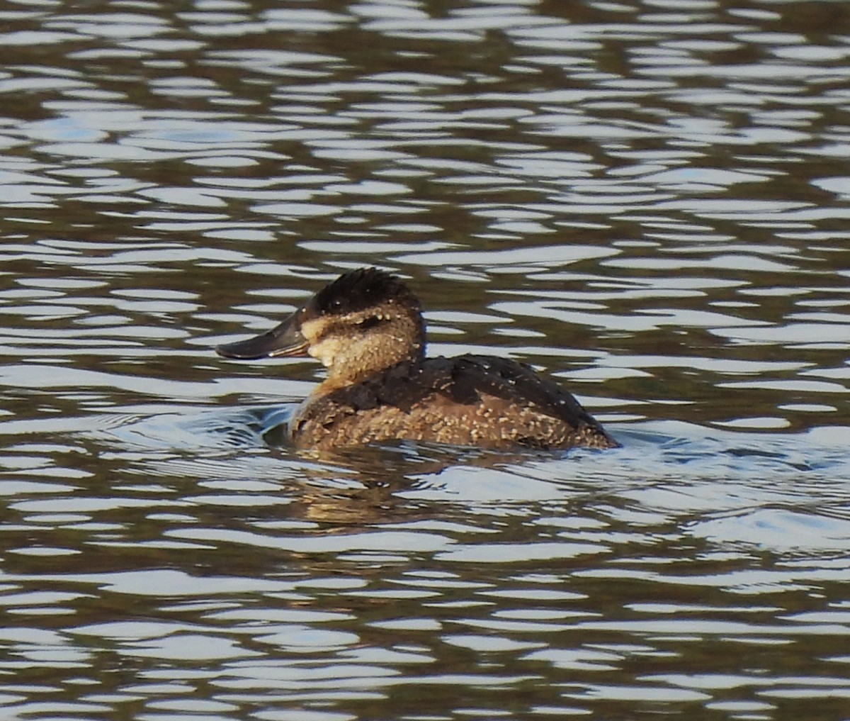 Ruddy Duck - ML507540291