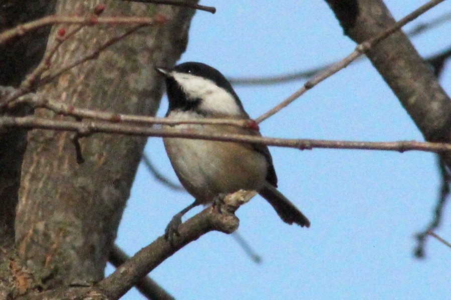 Black-capped Chickadee - ML507545441