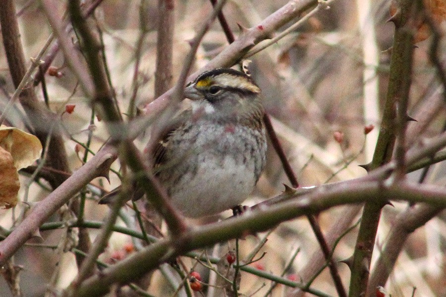 White-throated Sparrow - ML507545671