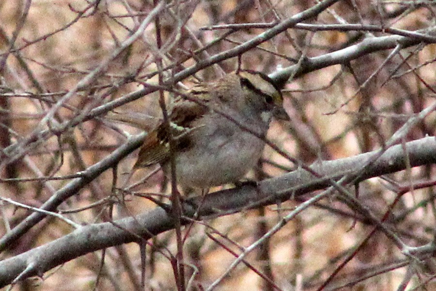 White-throated Sparrow - ML507545681
